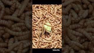 Timelapse 50 000 Mealworms vs A Brussel Sprout [upl. by Eak]