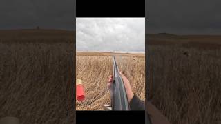 st week 2024 pheasant hunt hunting pheasanthunting birds birddog [upl. by Imef]