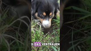 Positive Verstärkung vs Strafe bei Hunden 💥🐶 [upl. by Ennaegroeg]