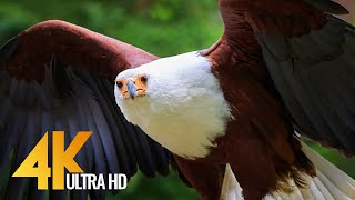 African Birds 4K 10 bit color  African Wildlife Video with Amazing Bird Sounds  3 HRS [upl. by Riebling]