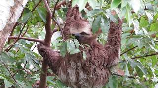 Brownthroated Sloth  Kapucijnluiaard  Bradypus variegatus  Perezoso Bayo  Amazon Brazil [upl. by Ellary874]