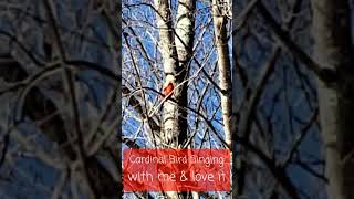 CARDINAL BIRD SINGING WITH ME😁😁😁 AND I LOVE IT ❣❣❣ [upl. by Aimac]