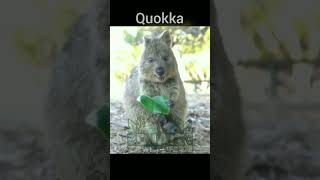 Quokka fun fact djaitwildlife shorts [upl. by Zetrok13]