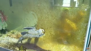 Suckerfish Cleanup Algae Timelapse Plecostomus Fish [upl. by Brenn]