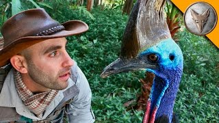 Man vs Cassowary [upl. by Tabitha]