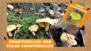 Chanterelles And False Chanterelles And How To Spot The Differences [upl. by Bedad]