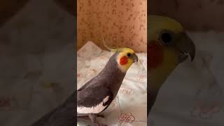 Meet the FUNNIEST Musical Parrots That Will Make You Laugh [upl. by Aneekan]