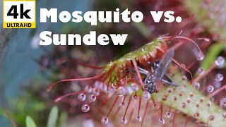 Mosquito Gets Deleted by Carnivorous Plant  4k Sundew Timelapse [upl. by Atiras740]