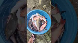 Spearfishing And Cooking In Pohnpei shorts fishing spearfishing micronesia [upl. by Orelle]