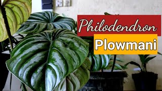 Philodendron Plowmanii [upl. by Adriaens21]