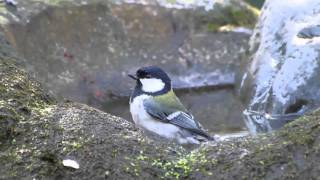 冬の野鳥 シジュウカラ シロハラ Great Tit Pale Thrush Nikon1V1  FT1  70300mm [upl. by Jenelle]