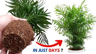 Areca palm propagation  Areca palm care  Areca palm plant [upl. by Onaled870]