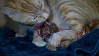 Pregnant Cat eating the placenta and umbilical cord from Kitten  2 [upl. by Mickie983]