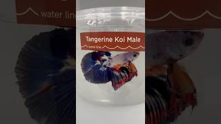 The Siamese Fighters Fish… Tangerine Koi amp Bumble Bee Male Bettas [upl. by Meagan]