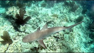 Snorkeling Looe Key [upl. by Celina216]