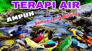 pilihan yang tepat untuk terapi burung macet bunyi terapi air untuk semua jenis burung macet bunyi [upl. by Ikcim21]