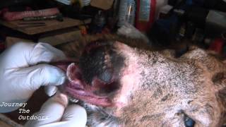 JTO 168  DEER TAXIDERMY  SKINNING A BUCK HEAD FOR MOUNTING PART 1 [upl. by Alley]