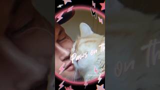 Kitty Kats Moments Stsrring the Soap Opera Cats  Something Beautiful  Sharon Doorson [upl. by Esilec]