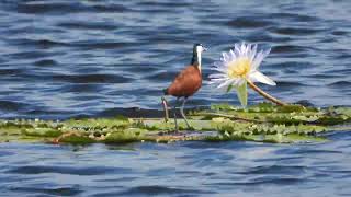 Blaustirn Blatthühnchen auf schwankendem Grund 4K [upl. by Acilegna568]