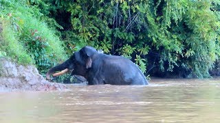 ELEPHANT SNORKELS ACROSS RIVER IN MALAYSIA INCREDIBLE [upl. by Aibara825]