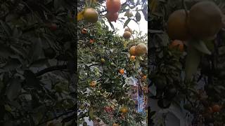 minivlog nature orange [upl. by Elnore]