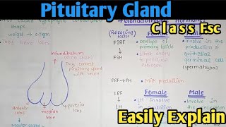 Pituitary Gland And Their Hormones  Class 12 Biology [upl. by Anik]