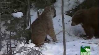 Cougar versus Bear [upl. by Savil]