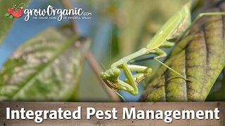 What is Integrated Pest Management IPM and How To Use It In Your Garden [upl. by Marnie]