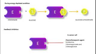 Regulation of Glycolysis Hexokinase and Glucokinase PFK1 Pyruvate Kinase regulation [upl. by Guenevere926]