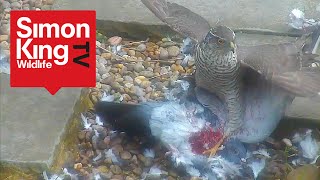 Sparrowhawk Attacks a Pigeon  Eats it Alive High Quality [upl. by Avilla869]