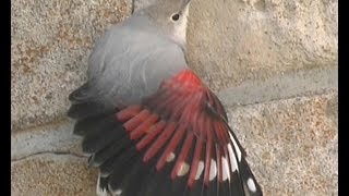 Tichodrome échelette  Wallcreeper  Mauerläufer  tichodroma muraria [upl. by Eisteb]