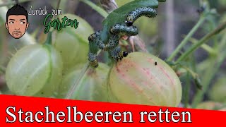 Stachelbeeren vorm Kahlfraß retten  der Schädling die Stachelbeerblattwespe [upl. by Haibot204]