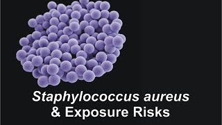 Staphylococcus aureus amp Exposure Risks [upl. by Adniled705]