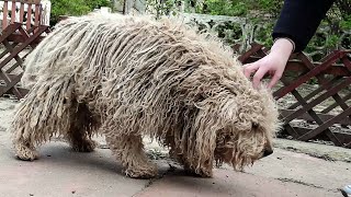 YOU WONT BELIEVE how this DOG looks before shaving all this matted fur we paid for shaving him [upl. by Rashidi]