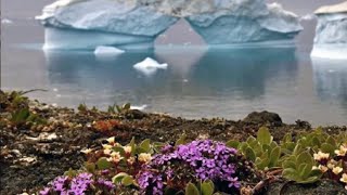 Flowers Are Blooming in Antarctica  vyrval  Viral Tiktok Song [upl. by Pitts759]