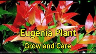 Eugenia plant How to grow take care and propagate [upl. by Nimzaj]