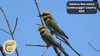 Tranquil Resplendence Beeeaters in Repose  Gumbaynggirr Country rainbowbeeeaters [upl. by Ecinrev]