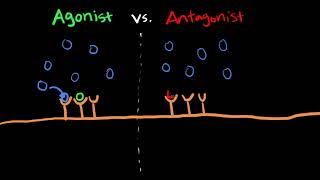 The Difference Between Agonists vs Antagonists [upl. by Nitsed]