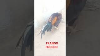 FRANGO FOGOSO MURA [upl. by Nibuz]