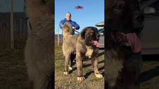 Gigantic and loving protectors dog dogs caucasianshepherd animals dogslove dogsofinstagram [upl. by Renrut617]