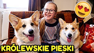 SŁODKIE PIESKI U MNIE W DOMU😍 CORGI PSIAK KRÓLOWEJ [upl. by Weyermann]