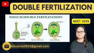 DOUBLE FERTILISATION IN FLOWERING PLANTS [upl. by Ylatan166]