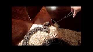 Feeding Tour of the Sumatran Short Tail Pythons and other snakes [upl. by Link]