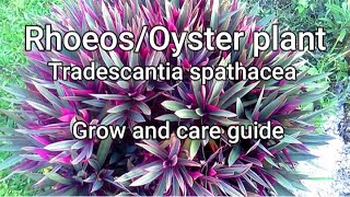 Tradescantia spathaceaOyster plantRhoeo Guide and tips on how to grow care and propagate [upl. by Nirtiak499]