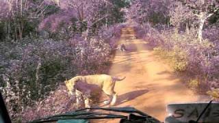 Lion Safari Nandankanan Bhubaneswar Orissa India [upl. by Ledarf]