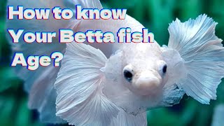 8 Signs To Know Age Of Betta Fish  Your Betta Fish Old Or Young [upl. by Dlareme306]