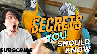 Successfully Macaw breeding secrets  Banku and piku macaw blue gold Macaws [upl. by Stoddart]