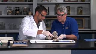 Detailed Clam bivalve molluscs or mollusks Dissection Jr High High School and College Review [upl. by Haakon]