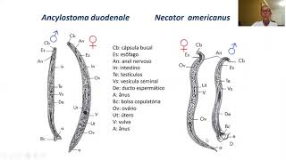 31 AULA  Resumo  Prática – Ancylostoma sp morfologia patogenia e diagnóstico [upl. by Lleder]