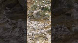 Kittiwakes nesting on the cliffs birds birdswatching nature [upl. by Templa95]